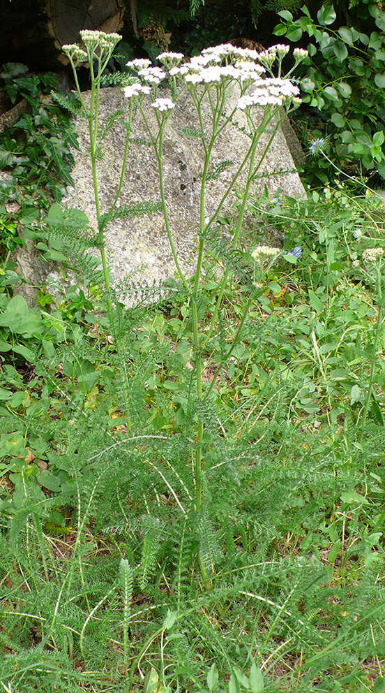 Annexe achillée-millefeuille2.JPG