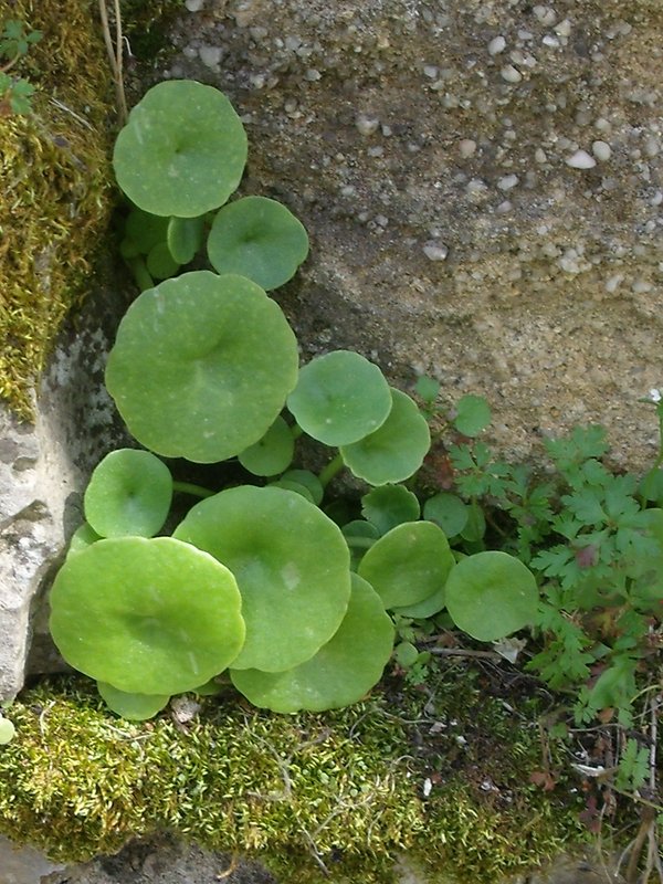 Annexe Nombril de vénus.JPG