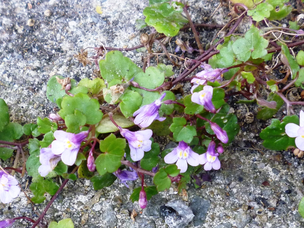 Annexe Plante1Fleurs.jpg