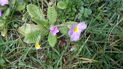 Annexe primevère ensemble.jpg