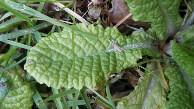 Annexe primevère feuille.jpg