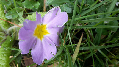 Annexe primevère fleur.jpg