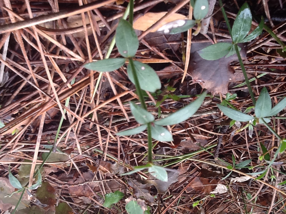 Annexe Rubia peregrina détail tige.jpeg