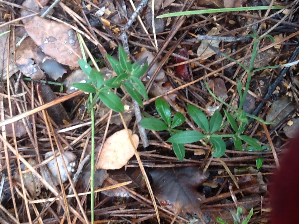 Annexe Rubia peregrina vue de dessus .jpeg