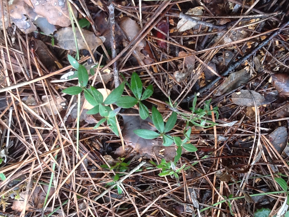 Annexe Rubia peregrina vue densemble .jpeg