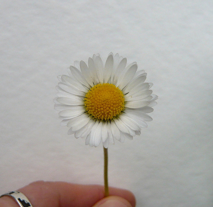 Annexe P1050986 copie.JPG