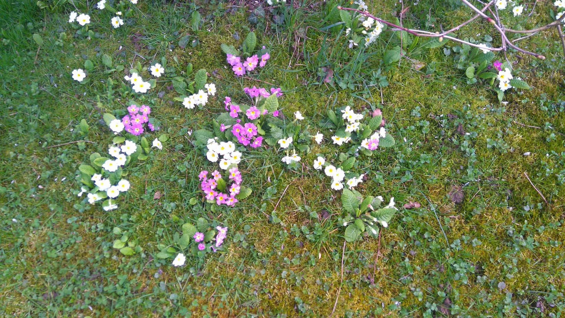 Annexe Primula_1.jpg