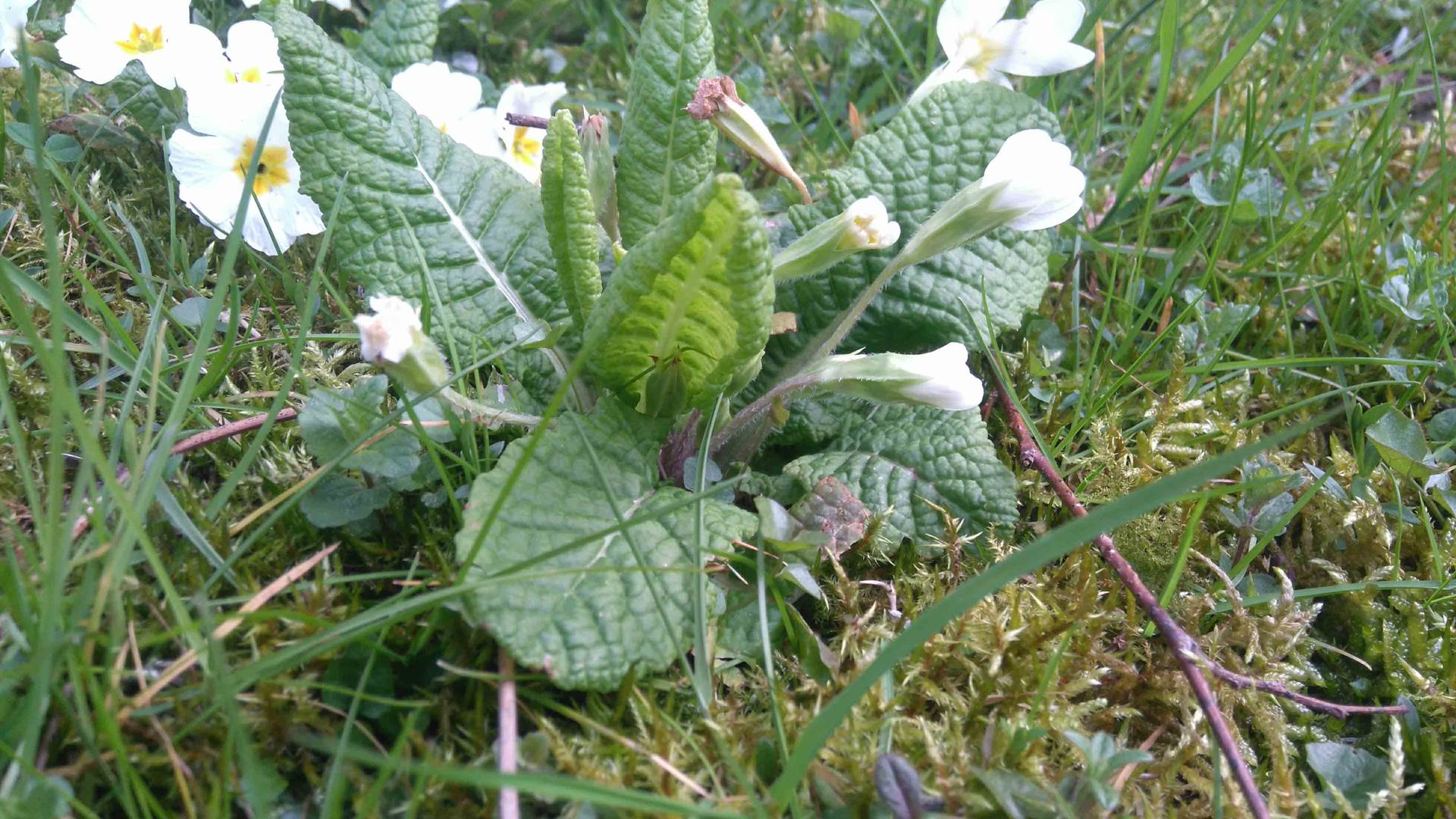 Annexe Primula_2.jpg