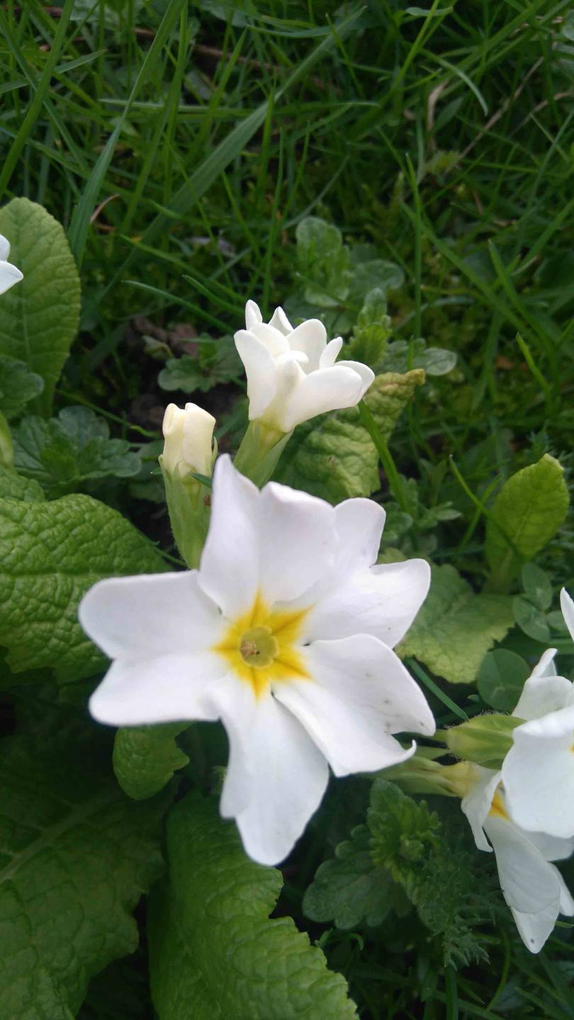 Annexe primula_3.jpg