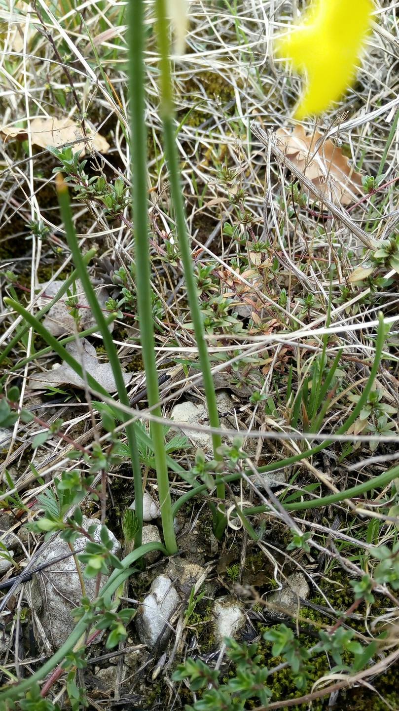 Annexe detail  tige et feuilles v1.jpg