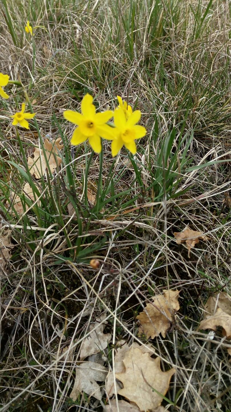 Annexe fleur entière v1.jpg
