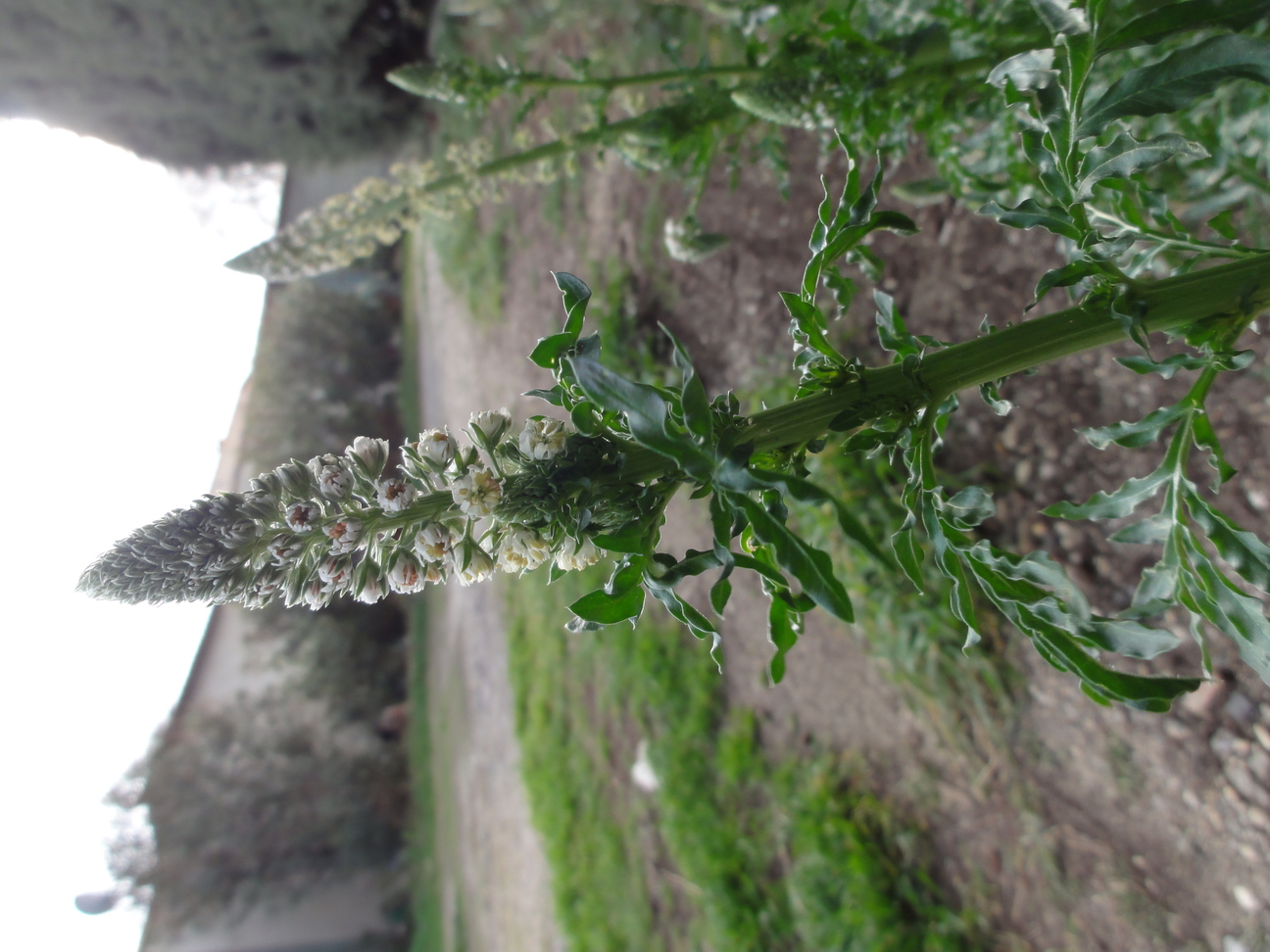 Annexe DSC06568-ConvertImage.jpg