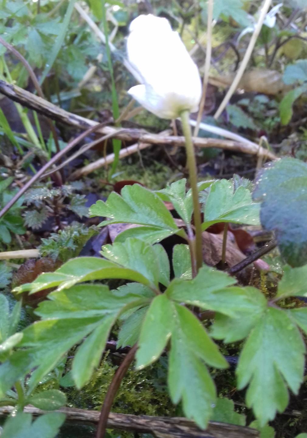 Annexe anémone 1.jpg