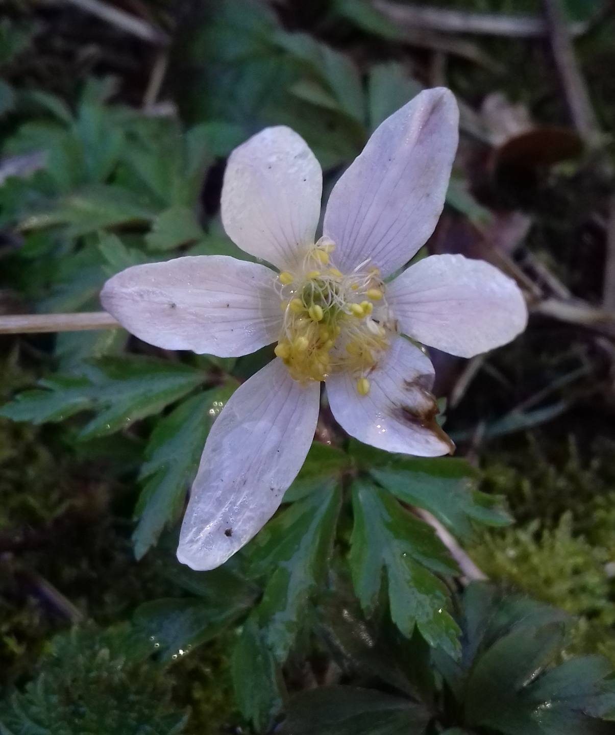 Annexe anémone 2.jpg