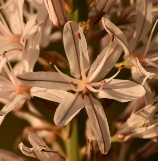 Annexe Asphodèle fleur.jpg