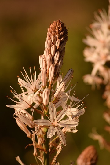 Annexe Asphodèle inflorescence.jpg