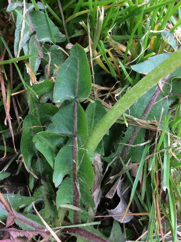 Annexe 2018-04-02 16.47.56_resultat.jpg