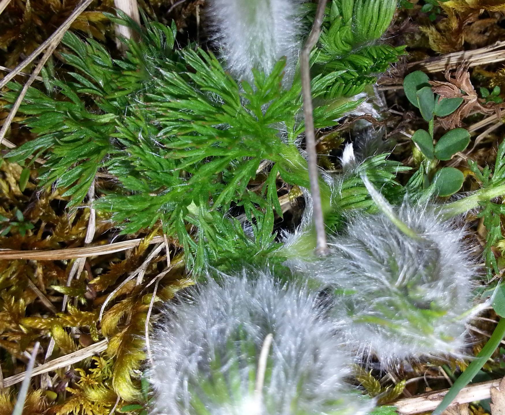 Annexe 20180403_152558 (2).jpg