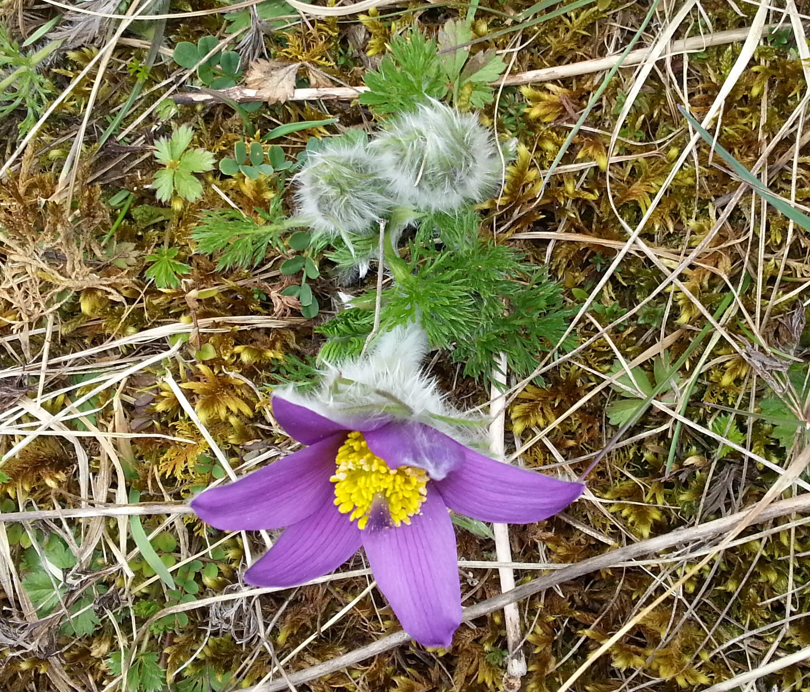 Annexe 20180403_152635 (2).jpg