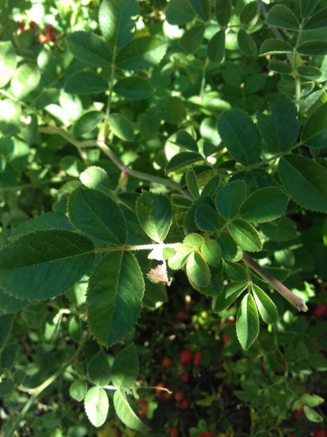 Annexe 29695080_10215525562709309_8535251859823267379_n.jpg