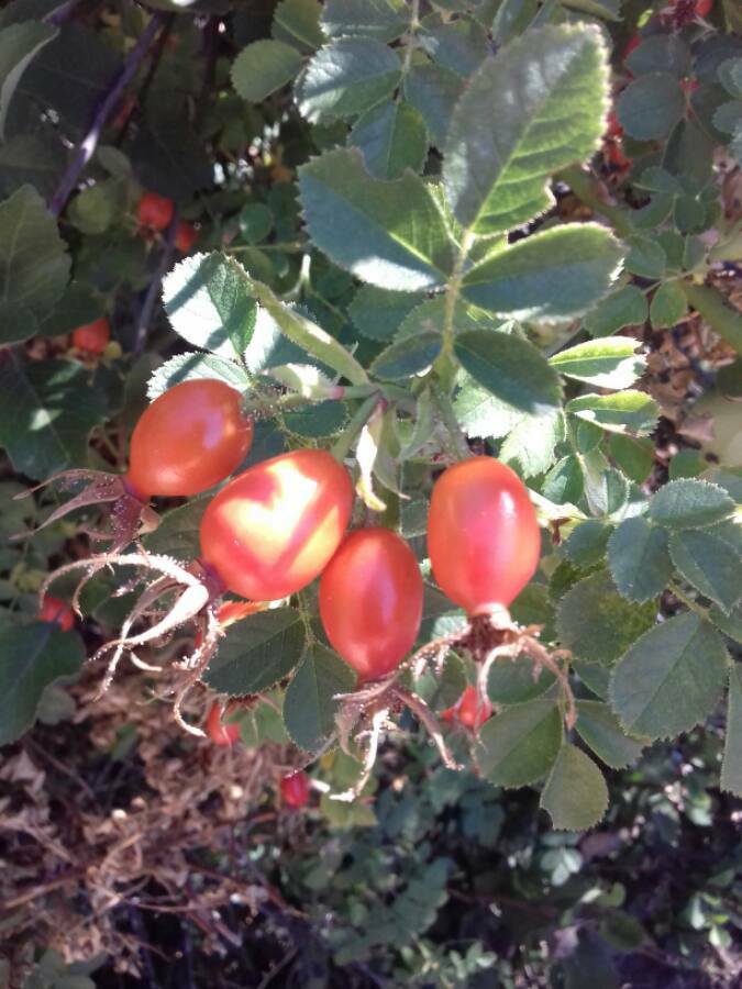 Annexe 30124356_10215525561629282_5614747505307828521_n.jpg