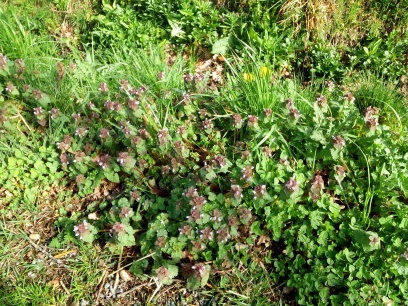 Annexe Lamier pourpre 3.jpg