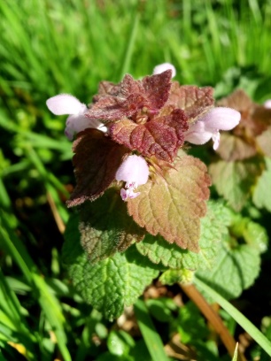 Annexe Lamier pourpre.jpg