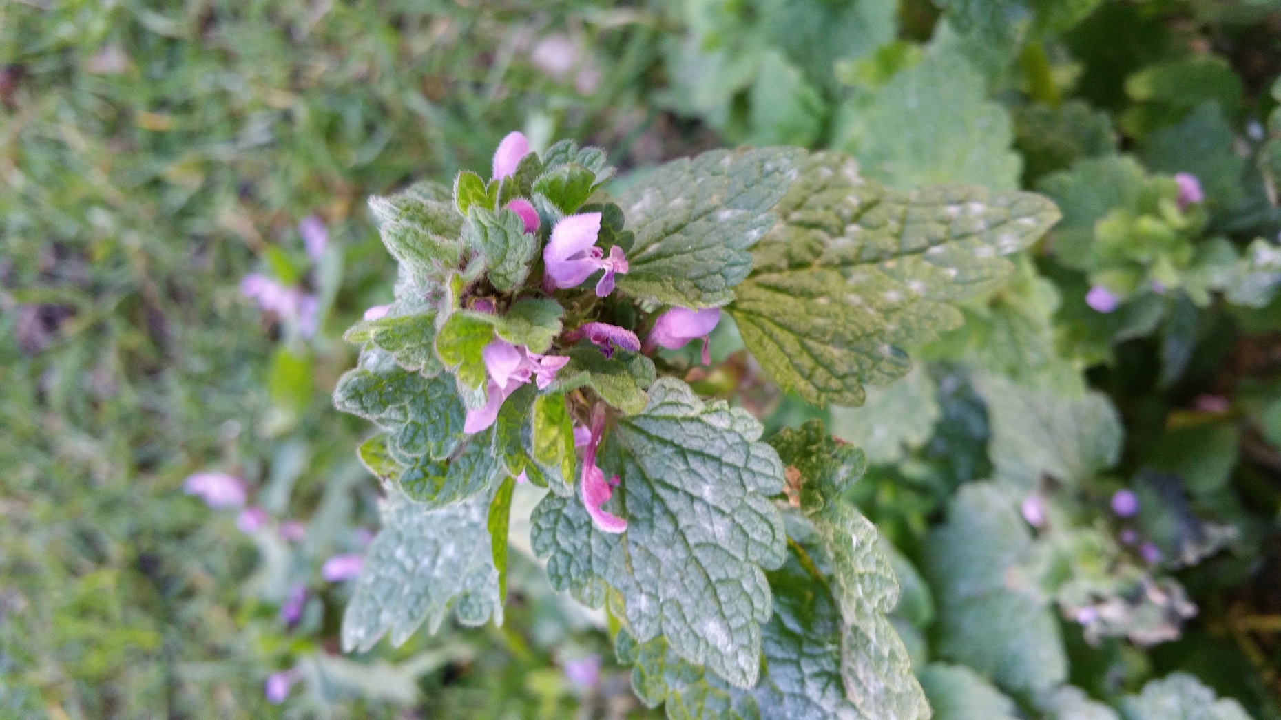 Annexe 20180403_192309.jpg