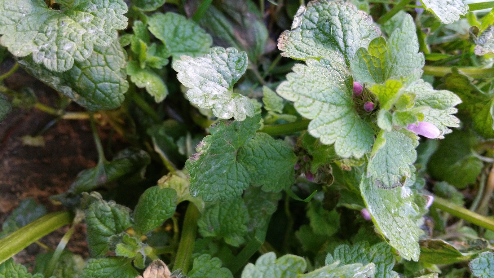 Annexe 20180403_192334.jpg