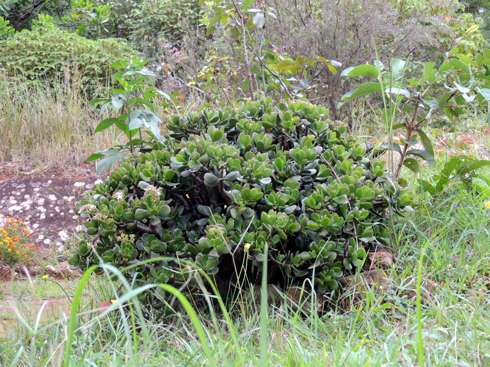 Annexe 01_1-DSCN1454.JPG