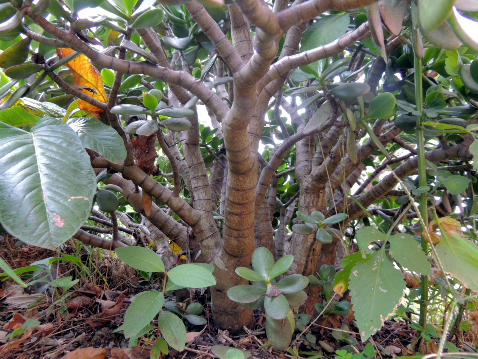 Annexe 03-DSCN1466.JPG