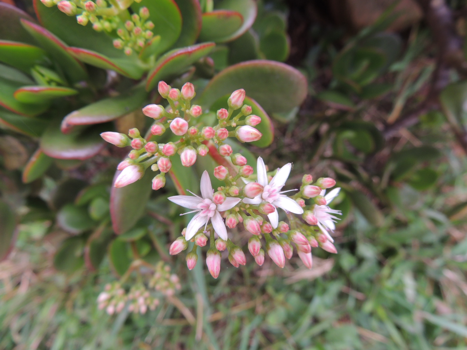 Annexe 10-DSCN1464.JPG