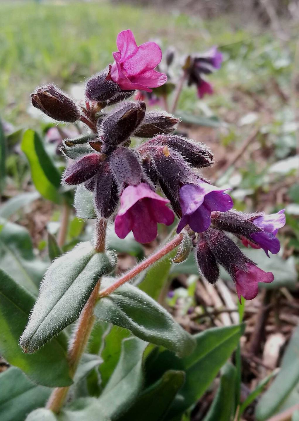 Annexe pulmonaire 2.jpg