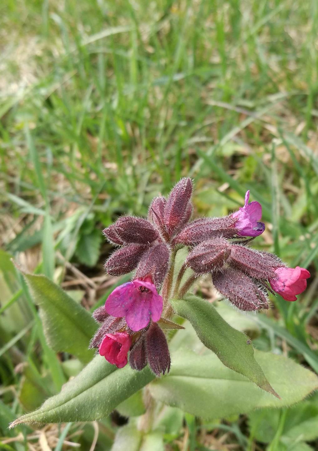 Annexe pulmonaire.jpg