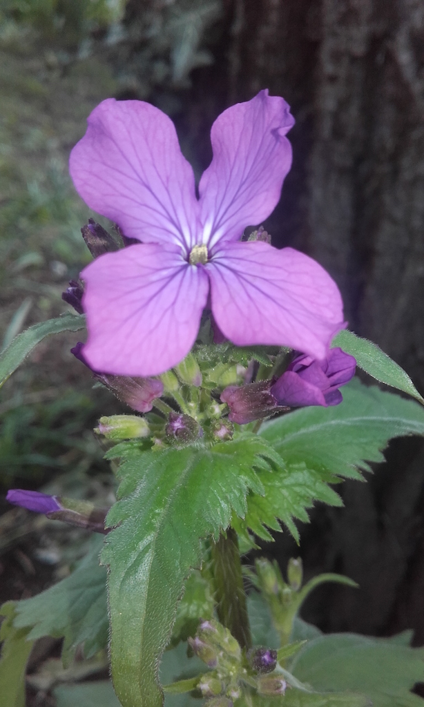 Annexe fleur de près 2.jpg