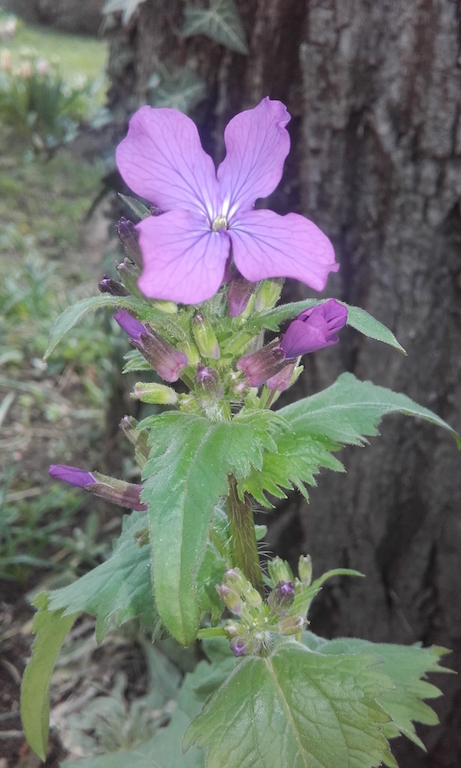Annexe fleur moyen.jpg