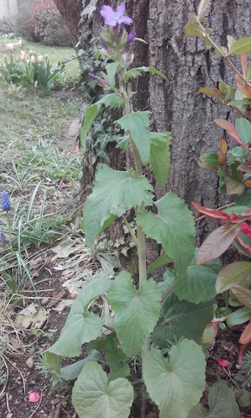 Annexe fleur-ensemble.jpg