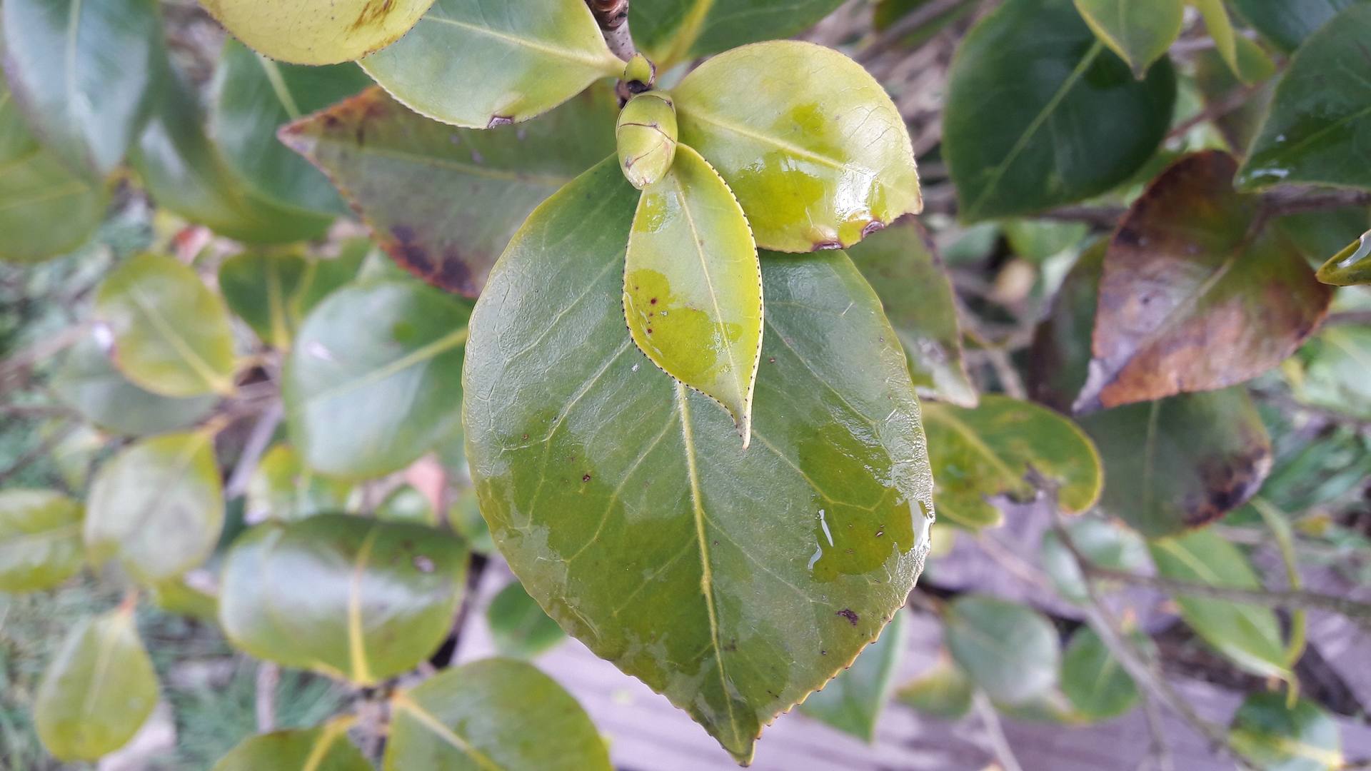 Annexe 20180328_190418.jpg