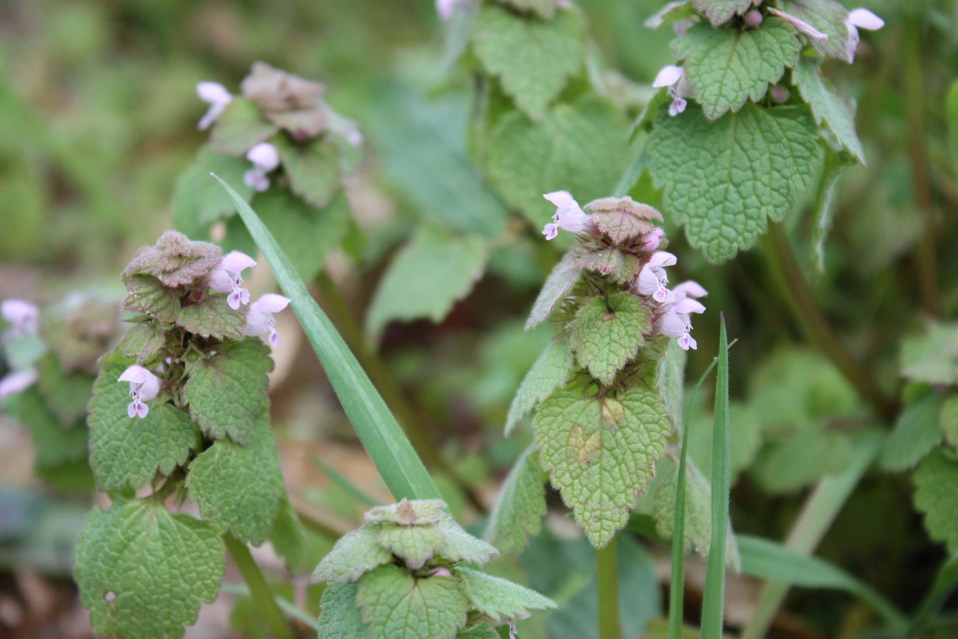 Annexe lamnium purpureum.jpg