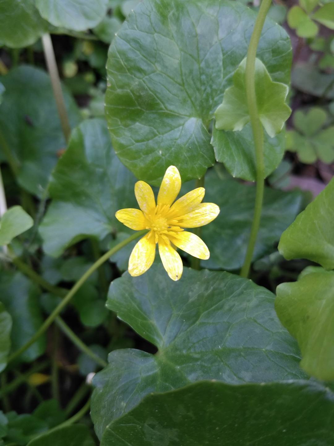 Annexe Fleur Ficaria verna (Renonculacées).jpg