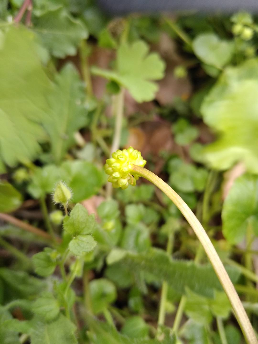 Annexe Fruit Ficaria verna (Renonculacées).jpg