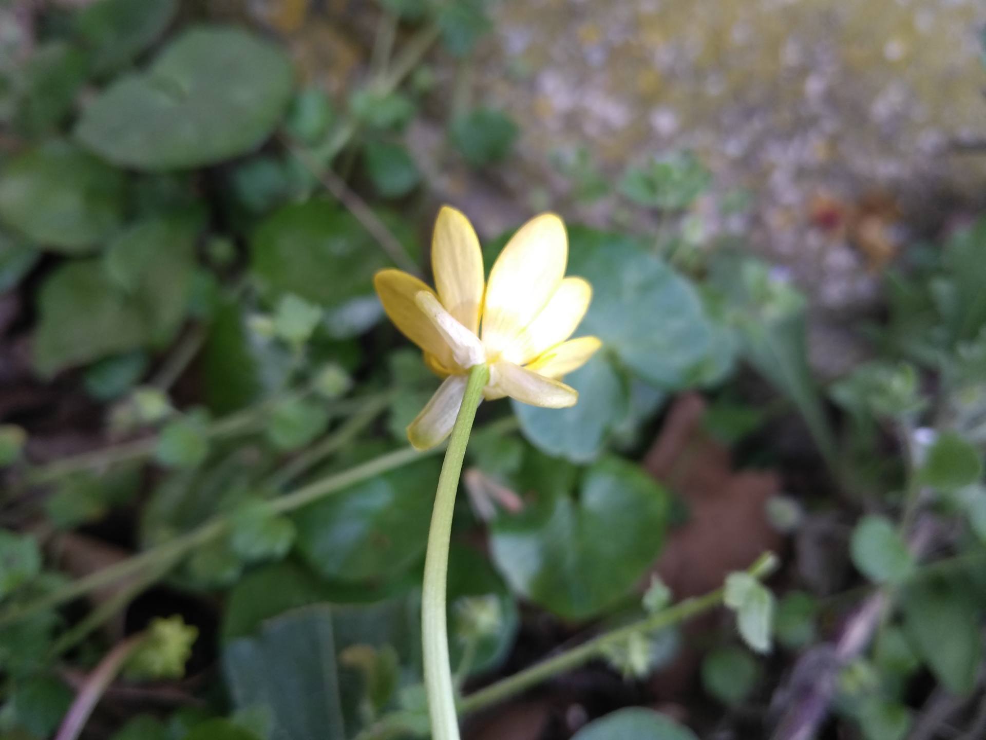 Annexe sepales Ficaria verna (Renonculacées).jpg