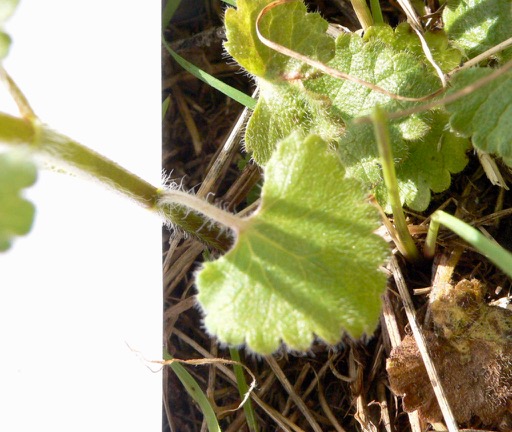 Annexe feuille renoforme denté pétiole et poilue.jpg