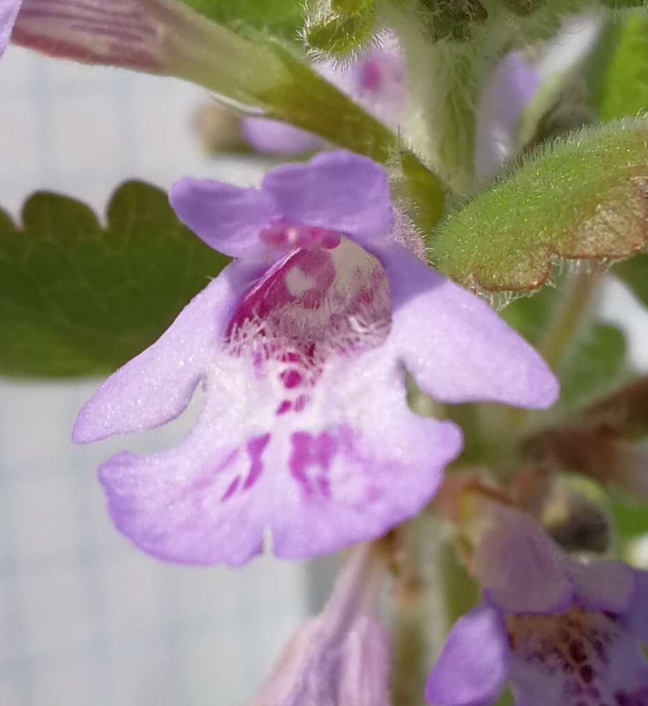 Annexe fleur lobe inferieur median trilobé.jpg