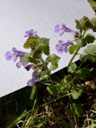 Annexe plante entière.jpg