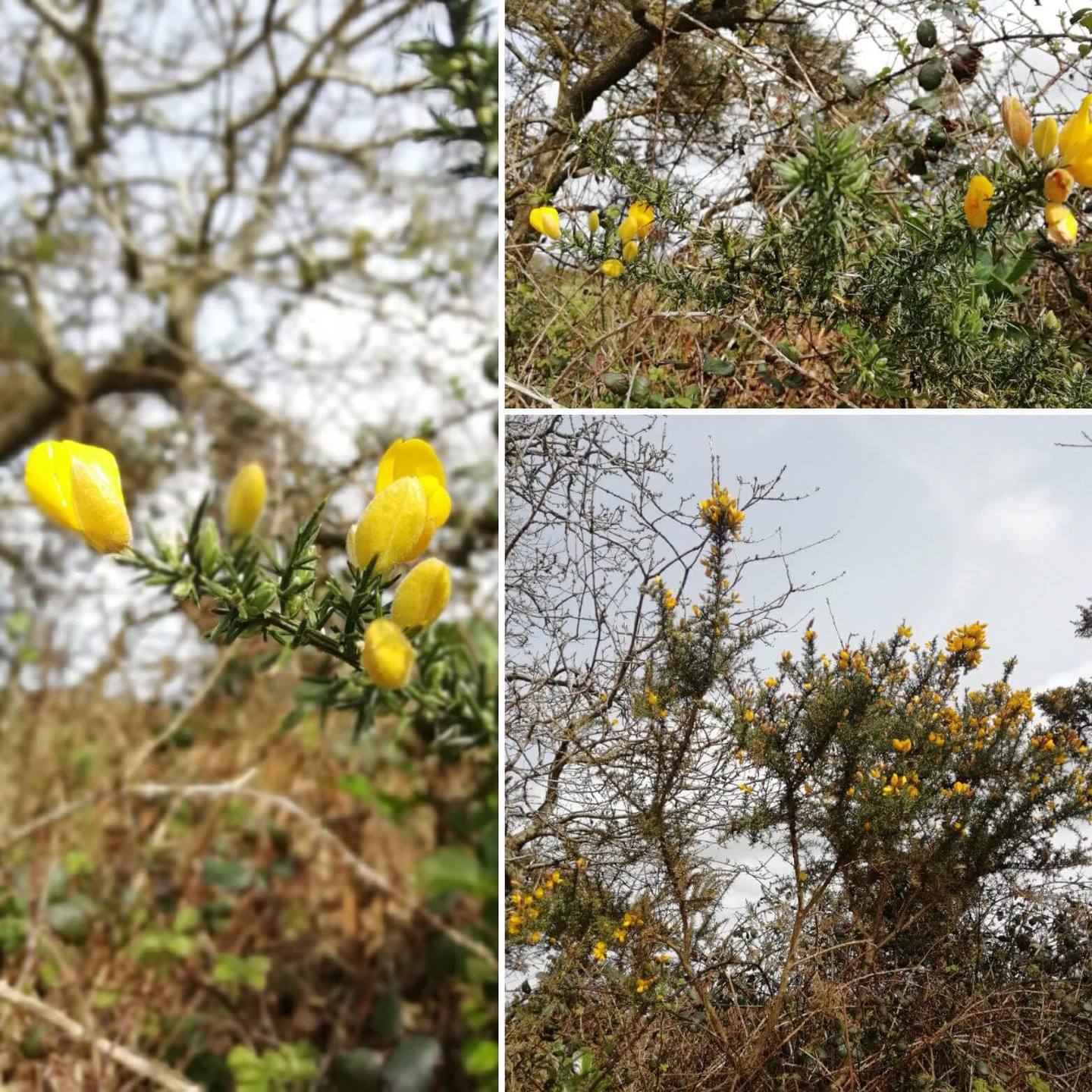 Annexe AACF29F6-DFA4-4637-9C3C-EB491BB2BDB3.jpeg