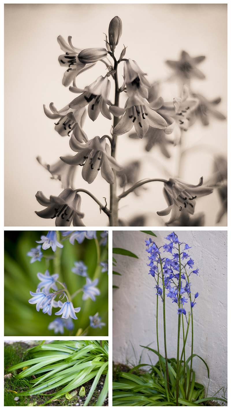 Annexe Clochette bleue.jpg