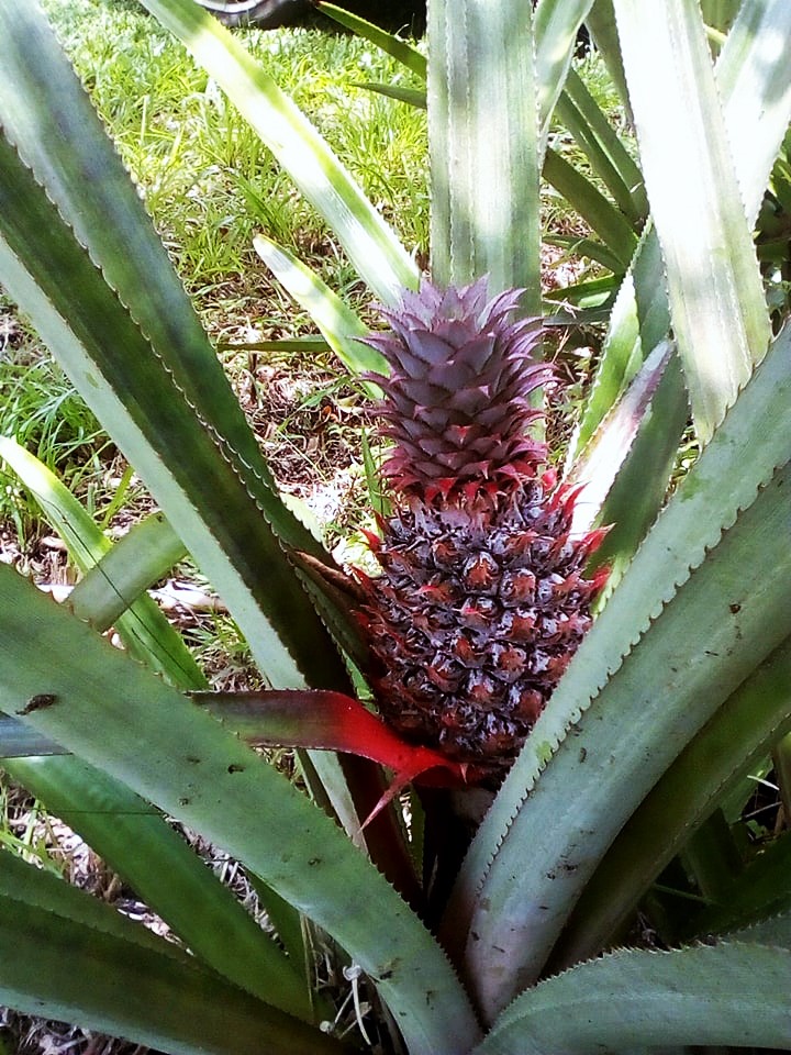 Annexe ananas 2.jpg