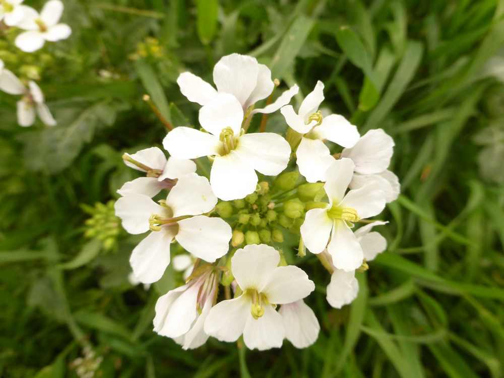 Annexe P1090733dd.JPG