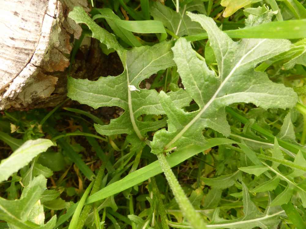 Annexe P1090734ddd.JPG